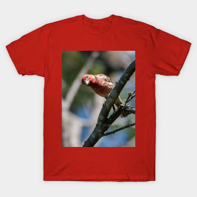 House Finch Hello You T-Shirt by Debra Martz